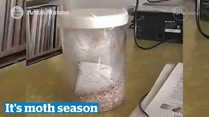 174K views · 586 reactions | Warmer weather has sparked moth...