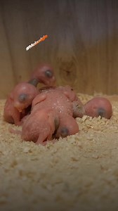 The First Week of a Budgie's Life. #budgie #birds #pets #petswatch #nestingbirds #everyone #mom #parrots #petswatch #Mobudgie | Mo Budgie