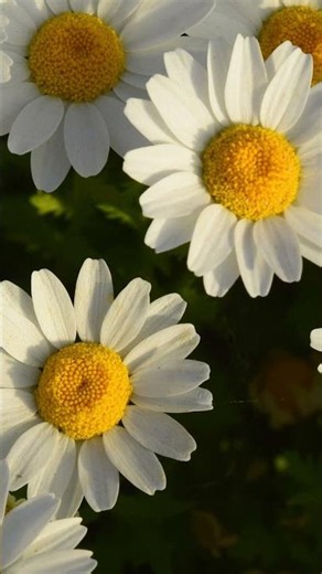 [포토 갤러리] 마음이 평온해지는 꽃 감상 (직접 촬영) #사진 #꽃 #flowers