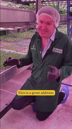 Peter Explains: Harvest London Pea Shoots