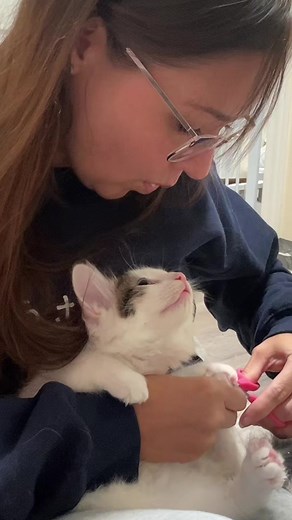How to Properly Trim Your Kitten's Nails