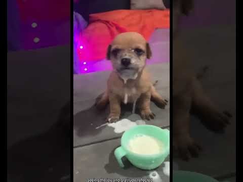 Dogs vs Food 🍗😂 | Funny Dogs Reacting to Their Favorite (and Least Favorite) Snacks!