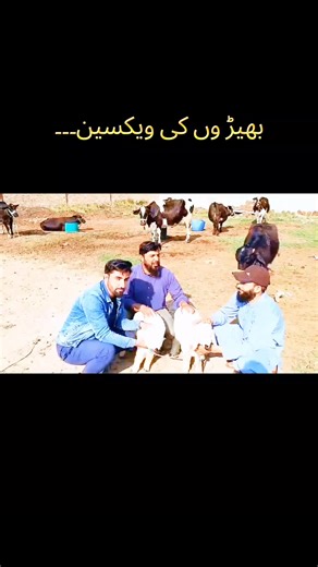 Vaccinating Sheep: Key Benefits and Practices to Know