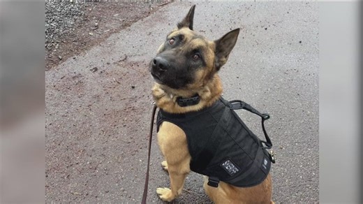 San Diego Sheriff's K-9 unit receives new state-of-the-art bulletproof vests