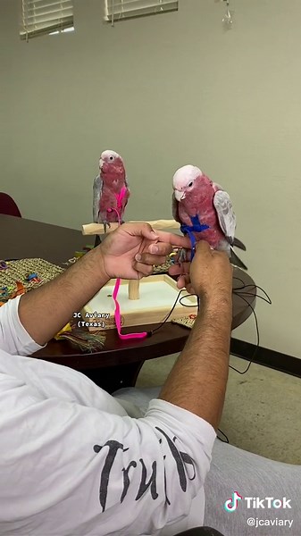 Adorable Baby Galah Cockatoo Care Guide