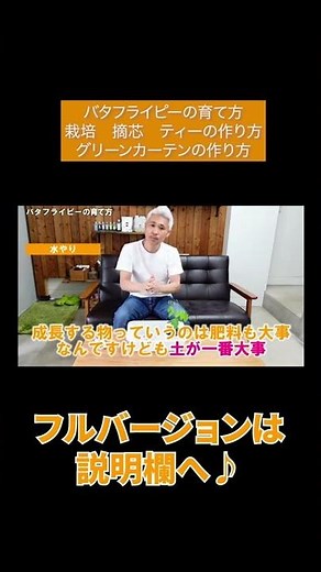 バタフライピーの育て方 栽培 摘芯 ティーの作り方 グリーンカーテンの作り方#Shorts