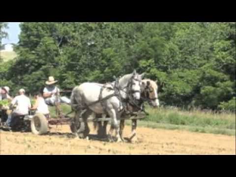 Horse Drawn Tobacco Setter Planting in Kentucky
