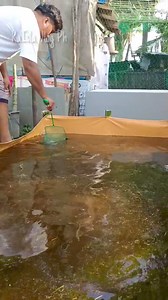 70K views · 831 reactions | Paano gamitin ang cow manure bilang fertilizer sa azolla plant? #backyard #poultry #farming #azollaplant #kaislavlogph | KaIsla Vlog Ph | Facebook