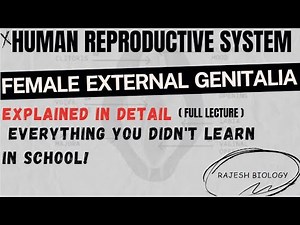 Female External Genitalia (Vulva) | Human Reproductive System | 2nd Zoology | NEET | Rajesh Biology