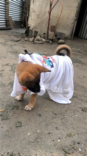 doggy dress looking nice 👍🙂