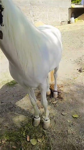 I am a horse lover #horselover #reelviral #trendingreel #horses #animals #equestrianjourney