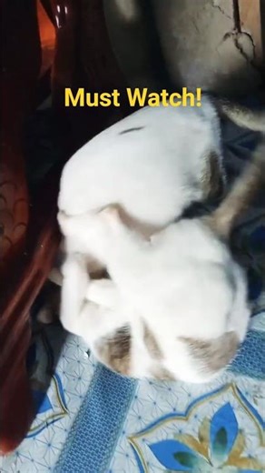 This Cat Has ZERO Patience 😡🐱 | Must Watch!