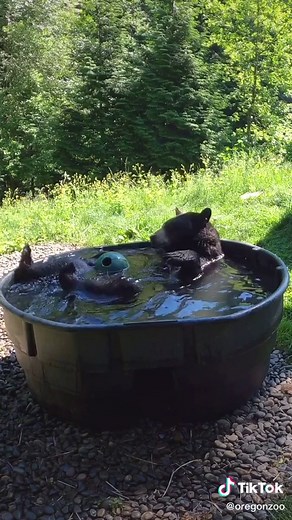 Takoda’s having a ball #bear #sports | Polar Bear