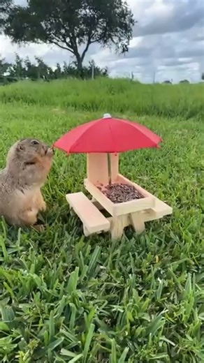 Funny prairie dog #funny #funnypets #animals