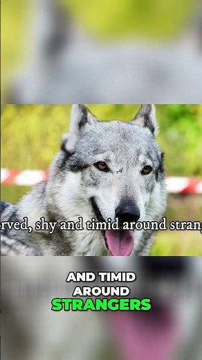 Saarloos vs Czechoslovakian Wolfdog – Same Look, Different Soul