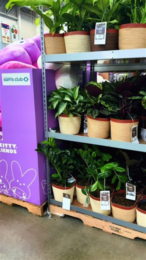 Which one are you grabbing this Spring ?! 🐣#easter #hellokitty #sanrio #samsclub #trending