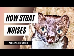 How Stoat Sounds / Animation