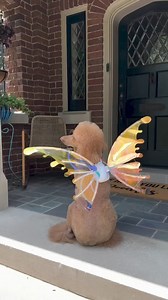 170K views · 3K reactions | Feeling cute❤️ | About Poodle | Facebook