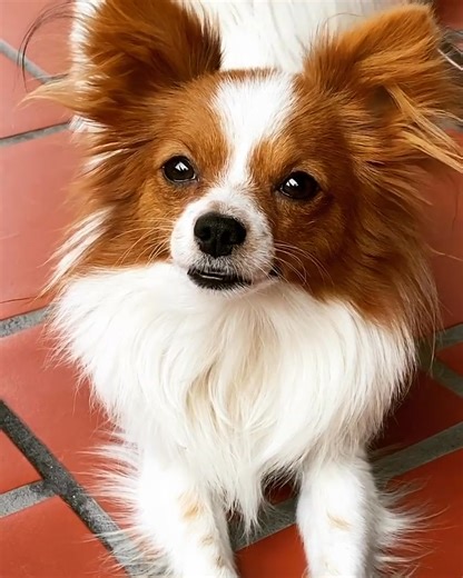 How cute❤️🥰 | Papillon Family