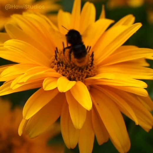 2.4K views · 71 reactions | Close-up Of A Bee Pollinating Beautiful...