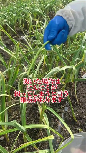 アイユ農家にんにくの芽の収穫のやり方！