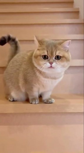 この猫、遊び方が天才！？見た瞬間、笑いが止まらないネコショート動画集6選 #funnyvideo #funnyanimals