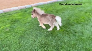 Here we go! All Tubby, all week 🎊 I have so many clips we could literally do this every single day for the rest of the year🥰 Enjoy this precious clip of Tubby’s first jumps 🥹 . For those just joining us, Tubby is recovering from a torn ligament, and we all miss seeing him in our daily feed. So, here’s week #2 of Tubby love🩶 | R&R Ranch Minis
