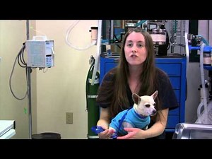 Veterinary Technology at CRC