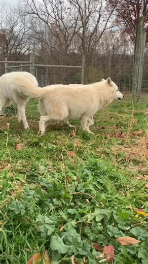 #wolves #wolfpack #socialization #animalcaretaker #wolfcare #wolvesofspeedwell #wolfrescue #wolfsanctuary #wolfsanctuaryofpa | I Love Wolf