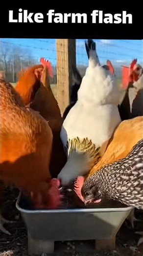 Smart Feeding: Automatisches Fütterungssystem für Hühner