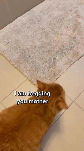 So dramatic 😂 | Kitty Corner 1