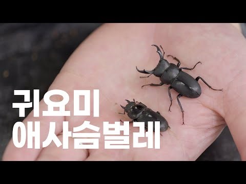 애사슴벌레의 치명적인 매력! 애벌레와 성충 파헤치기!