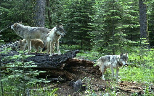 Oregon wolf population holds at 178, ODFW says; livestock depredation falls; poaching, poisonings prompt concern