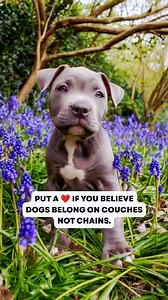 Put a ❤️ if you agree! #pitbull #pitbulls #dog #quotes | Pocket Pitbulls