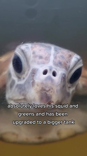 Amanda Philp: Sea Turtle Rescue Update