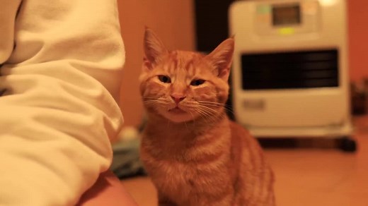 TikTokでたぴさんをチェック！