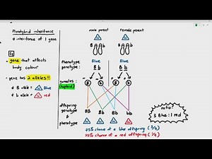 16-6 Monohybrid Inheritance (Cambridge AS A Level Biology, 9700)