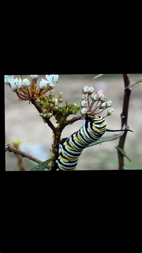 1.4K views · 17 reactions | Guess who is back? Our native milkweed are hosting a party for the Monarch caterpillars now and it is awesome! These host plants have lots of visitors, Monarch eggs & caterpillars, milkweed bugs, ladybugs of all stages, and aphids just to name a few! | DOUG YOUNG NURSERY, LLC | Facebook