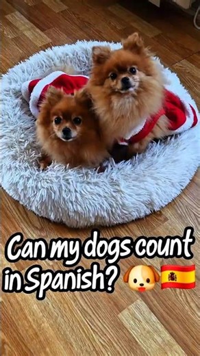 Can my dogs count to 10 in Spanish? 🐶🇪🇸
