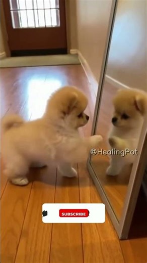 Pomeranian Meets Its Mirror Double! 🐶✨ | #FirstReflection #DogReactions