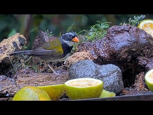 Orange-billed Sparrow Explores The Platform | October 15, 2025
