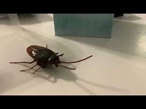 The ZURU Robo alive cockroach