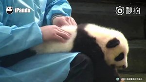 Panda care 101: How to massage a panda like a pro. | People's Daily, China