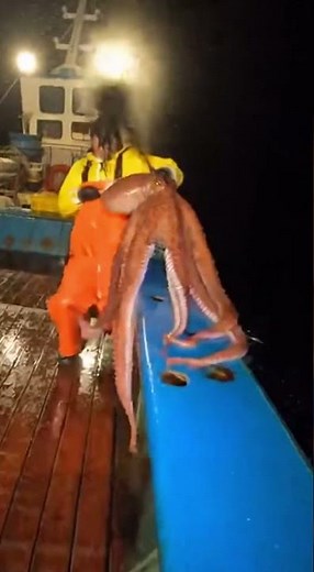 So crazy: An octopus attacks a human!! 😳