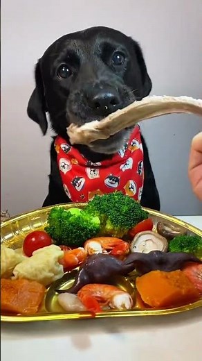 Dog Food Taste Test 2025 – Affordable vs Premium