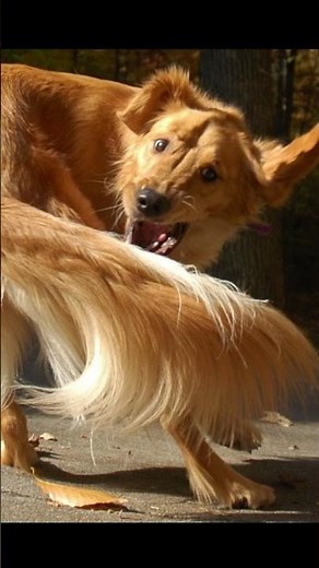 Why Do Dogs Chase Their Tails? | Weird Dog Habits Explained