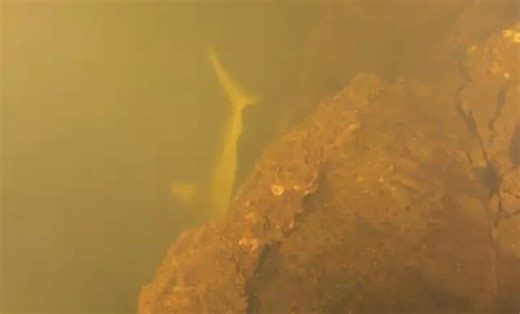 Scientists were shocked to find sharks thriving within one of the Pacific’s most active underwater volcanoes