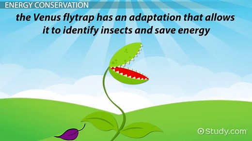 Venus Flytrap Adaptations: Lesson for Kids