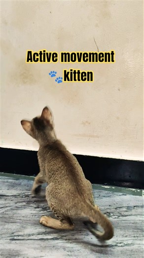 Kitten Chronicles: Hilarious Moments You Can't Miss! #funnycats #adoptstrays