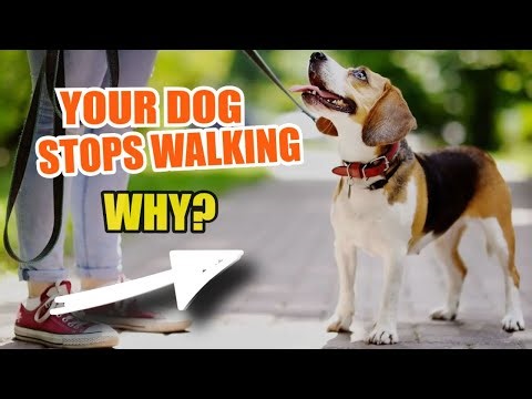 🐕 Why Your DOG STOPS WALKING and Won't Move